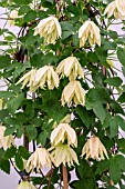 CLEMATIS CHIISANENSIS AMBER 2016 CHELSEA PLANT OF THE YEAR