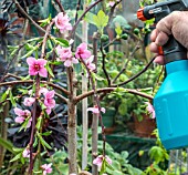 MISTING WEEPING PEACH TO SET FRUIT