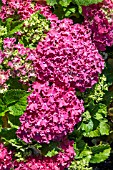 HYDRANGEA CURLY SPARKLE RED