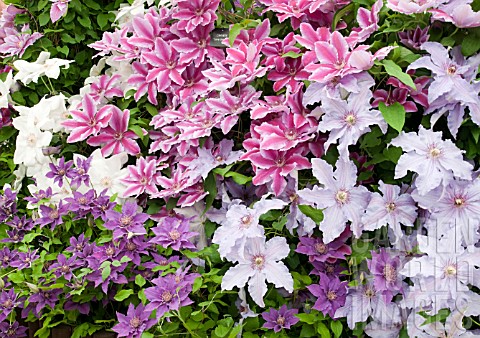 CLEMATIS_MIXED_HYBRIDS