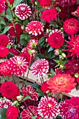DAHLIAS MIXED RED FORMS