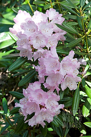 RHODODENDRON_DEGRONIANUM