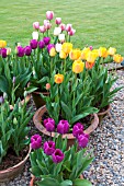 MIXED TULIPS IN SPRING