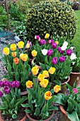 MIXED TULIPS IN SPRING