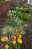 SPRING BORDER WITH TULIPS AND NARCISSUS