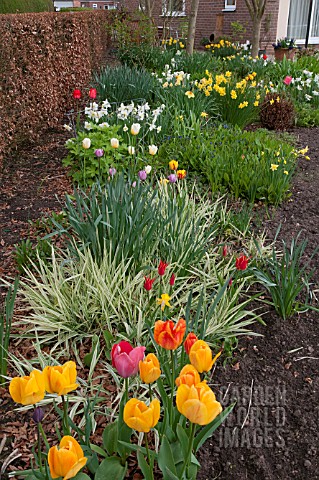 SPRING_BORDER_WITH_TULIPS_AND_NARCISSUS