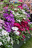 THORNCROFT CLEMATIS NURSERY  CHELSEA GOLD MEDAL 2018