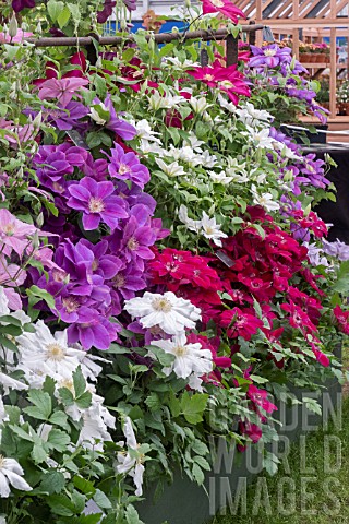 THORNCROFT_CLEMATIS_NURSERY__CHELSEA_GOLD_MEDAL_2018