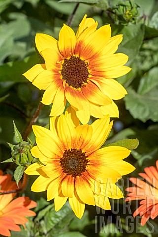 HELIANTHUS_ANNUUS_SUNBELIEVABLE_BROWN_EYED_GIRL__3RD_PLACE_PLANT_OF_THE_YEAR_CHELSEA_2018