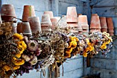 DRYING FLOWERS IN THE POTTING SHED