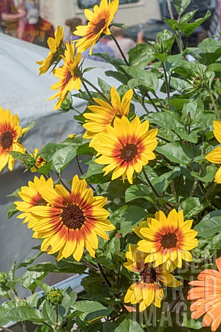 HELIANTHUS_ANNUUS_SUNBELIEVABLE_BROWN_EYED_GIRL___3rd_PLACE_PLANT_OF_THE_YEAR___RHS_CHELSEA_2018