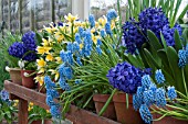 SPRING GREENHOUSE BENCH WITH SCENTED HYACINTH MUSCARI AND TULIPS