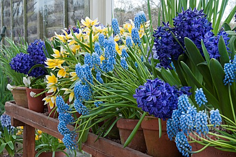SPRING_GREENHOUSE_BENCH_WITH_SCENTED_HYACINTH_MUSCARI_AND_TULIPS