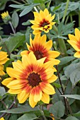 HELIANTHUS ANNUUS SUNBELIEVABLE BROWN EYED GIRL - 3rd PLACE PLANT OF THE YEAR   RHS CHELSEA 2018