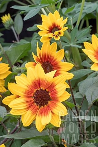 HELIANTHUS_ANNUUS_SUNBELIEVABLE_BROWN_EYED_GIRL__3rd_PLACE_PLANT_OF_THE_YEAR___RHS_CHELSEA_2018