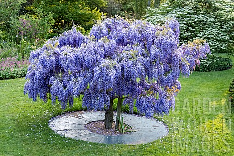 WISTERIA_SINENSIS_STANDARD_AT_FULLERS_MILL