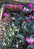 GALANTHUS HADDENS TINY AND CYCLAMEN COUM