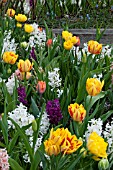 BULB BEDDING WITH TULIPS AND HYACINTHS