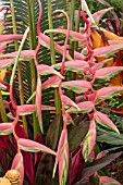 HELICONIA CHARTACEA SEXY PINK