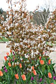 AMELANCHIER LEMARCKII AGM UNDERPLANTED WITH TULIPS IN SPRING  SYN AMELANCHIER CANADENSIS