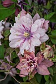 CLEMATIS PINK PASSION