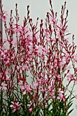 GAURA ‘ROSY SHIMMERS’