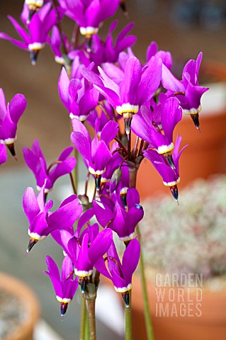 DODECATHEON_PULCHELLUM_RED_WINGS