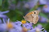 MEADOW BROWN BUTTERFLY FEEDING ON ASTER