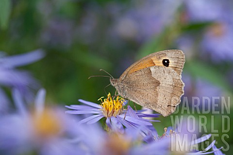MEADOW_BROWN_BUTTERFLY_FEEDING_ON_ASTER