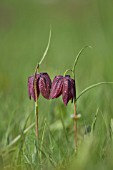 FRITILLARIA MELEAGRIS FLOWERS IN A MEADOW