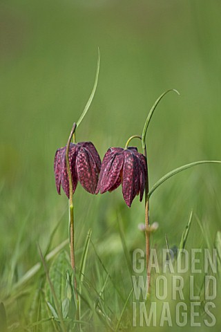 FRITILLARIA_MELEAGRIS_FLOWERS_IN_A_MEADOW