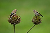 GOLDFINCH TWO YOUNG BIRDS ON CYNARA CARDUNCULUS FLOWER HEADS