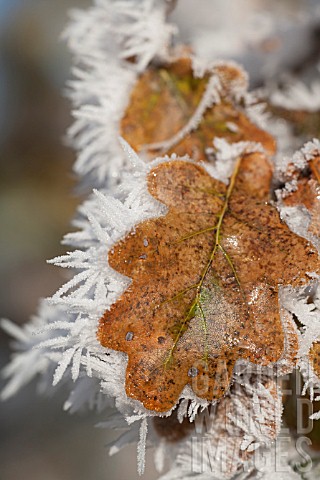 QUERCUS_ROBUR_LEAF_WITH_HOAR_FROST