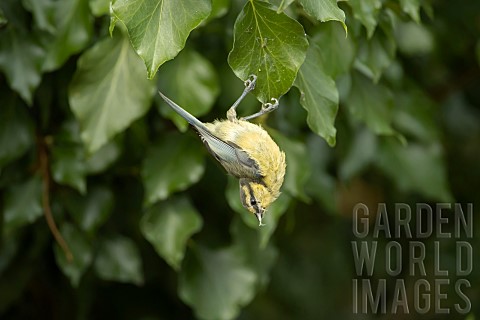 Blue_tit_Cyanistes_Caeruleus_adult_bird_searching_for_food_in_an_Ivy_tree_Suffolk_England_UK