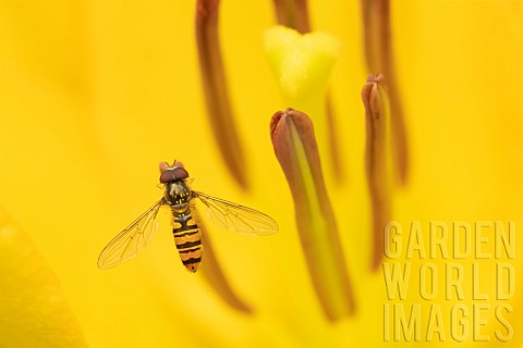 Common_hoverfly_Eupeodes_corollae_feeding_on_a_garden_lily_flower_Suffolk_UK_July