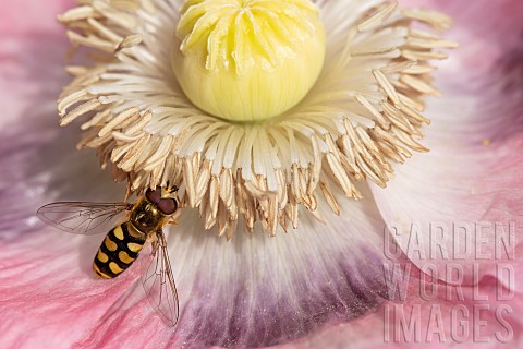 Common_hoverfly_Eupeodes_corollae_feeding_on_a_garden_poppy_flower_Suffolk_UK_June
