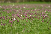 Snakes head Fritillary fritillaria meleagris flowers in a meadow, Suffolk, UK, April