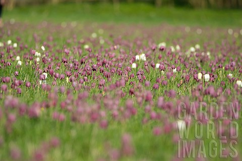 Snakes_head_Fritillary_fritillaria_meleagris_flowers_in_a_meadow_Suffolk_UK_April