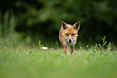 Fox Vulpes vulpes adult in grassland, Essex, England, United Kingdom