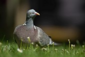 Wood pigeon Columba palumbus on a garden lawn, Suffolk, UK, May