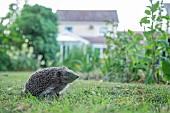 Hedgehog Erinaceus europaeus adult walking across a garden lawn, Suffolk, England, UK, July