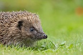 European hedgehog Erinaceus europaeus adult walking across a garden lawn, Suffolk, England, United Kingdom
