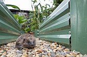 European hedgehog Erinaceus europaeus adult walking between two garden raised beds, Suffolk, England, United Kingdom