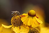 Honey bee Apis mellifera feeding on a Sneezeweed Helenium autumnale flower, Suffolk, England, UK, August