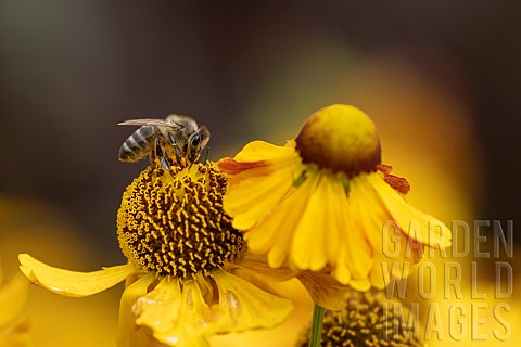Honey_bee_Apis_mellifera_feeding_on_a_Sneezeweed_Helenium_autumnale_flower_Suffolk_England_UK_August
