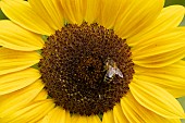 Honey bee Apis mellifera feeding on a Sunflower Helianthus annuus, Suffolk, England, UK, August