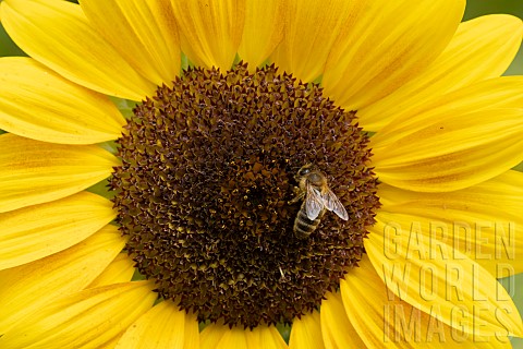 Honey_bee_Apis_mellifera_feeding_on_a_Sunflower_Helianthus_annuus_Suffolk_England_UK_August