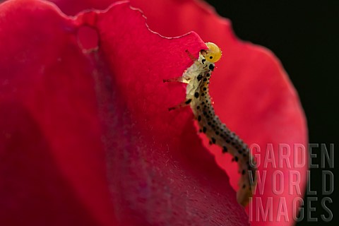 Large_rose_sawfly_Arge_ochropus_caterpillar_feeding_on_a_garden_Rose_Rosa_spp_flower_Suffolk_England