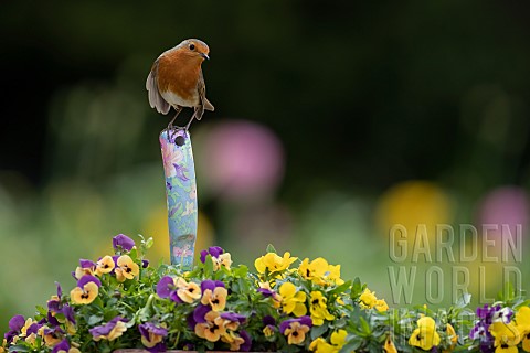 European_robin_Erithacus_rubecula_adult_bird_on_a_garden_trowl_handle_in_a_flower_tub_filled_with_fl