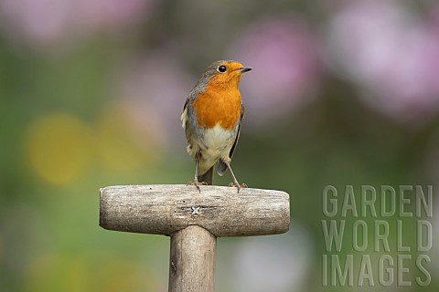 European_robin_Erithacus_rubecula_adult_bird_on_a_garden_fork_handle_Suffolk_England_UK_September